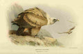 Thorburn Archibald 1885 Vulture Griffon A4 Photo Print