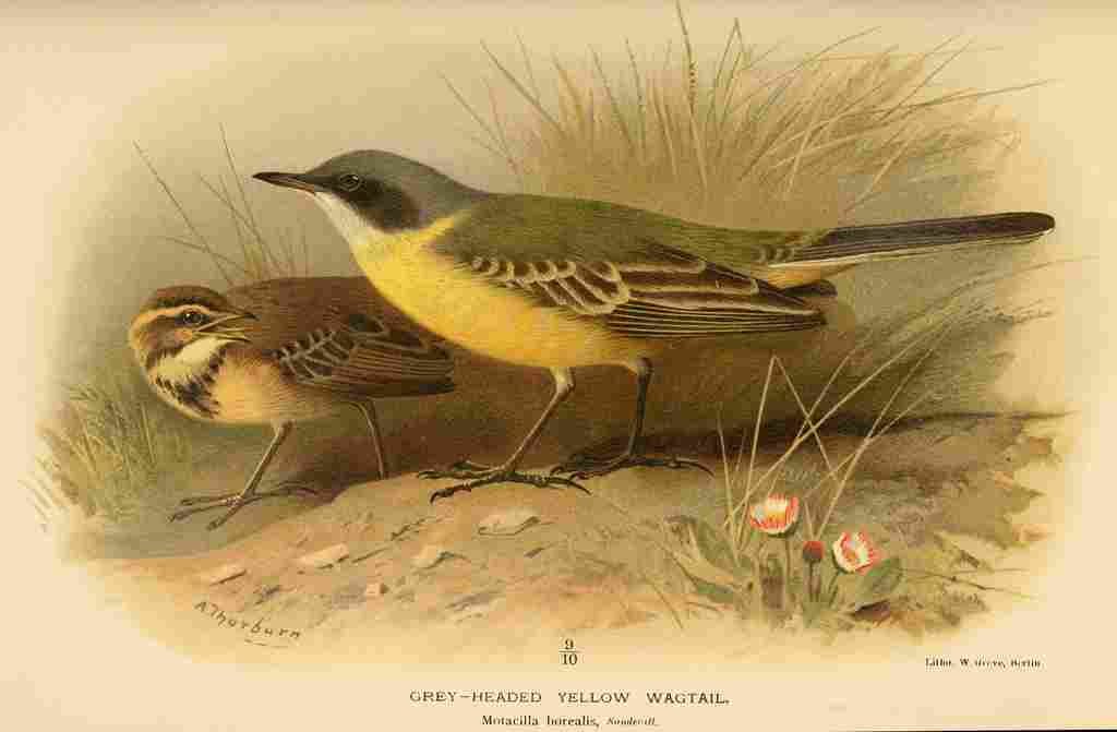 Thorburn Archibald 1885 Wagtail Grey headed Yellow A4 Photo Print
