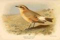 Thorburn Archibald 1885 Wheatear Isabelline A4 Photo Print