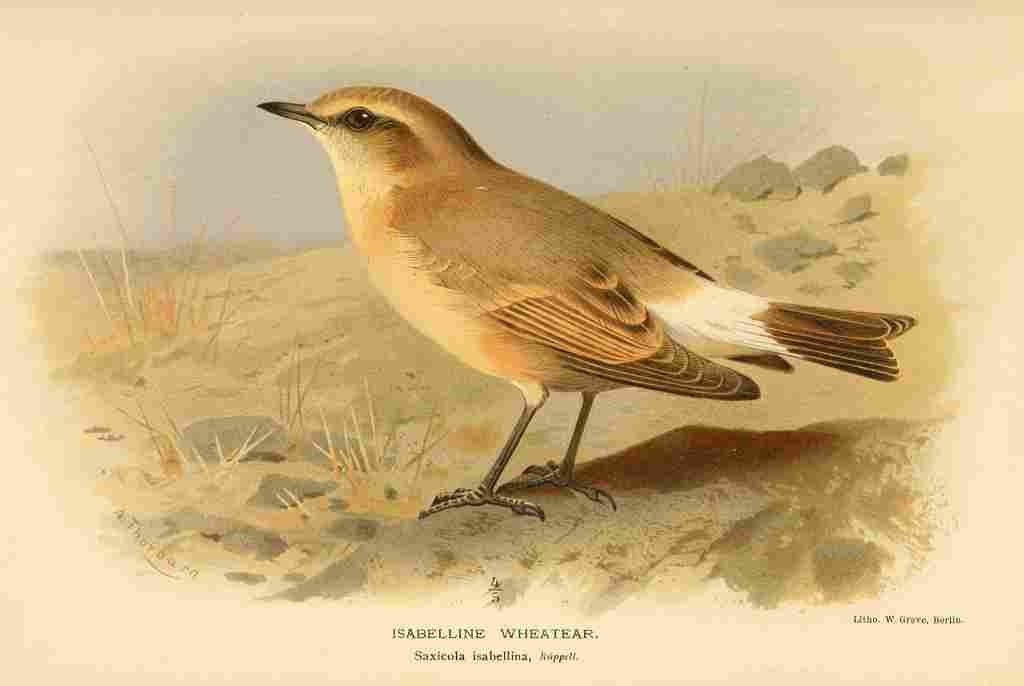 Thorburn Archibald 1885 Wheatear Isabelline A4 Photo Print