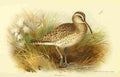 Thorburn Archibald 1885 Whimbrel A4 Photo Print