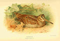 Thorburn Archibald 1885 Woodcock A4 Photo Print