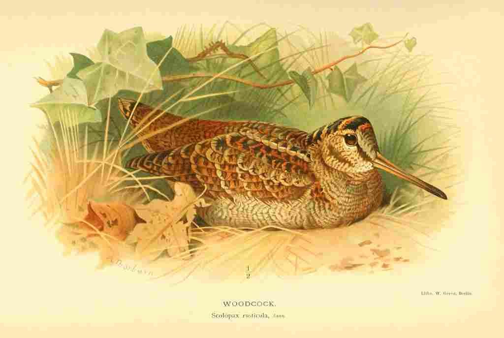Thorburn Archibald 1885 Woodcock A4 Photo Print