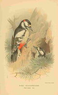 Thorburn Archibald 1885 Woodpecker Pied A4 Photo Print