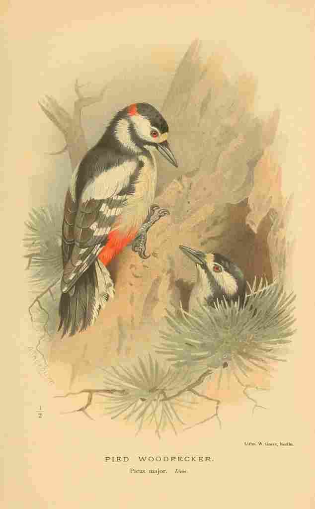 Thorburn Archibald 1885 Woodpecker Pied A4 Photo Print