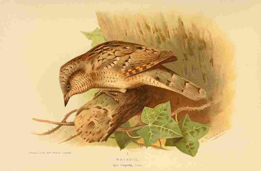 Thorburn Archibald 1885 Wryneck A4 Photo Print