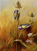 Thorburn Archibald Bluetits On A Teasel A4 Photo Print