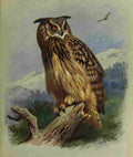 Thorburn Archibald British Birds 1915 Eagle Owl A4 Photo Print