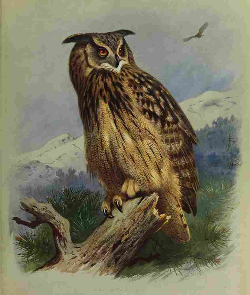 Thorburn Archibald British Birds 1915 Eagle Owl A4 Photo Print
