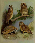 Thorburn Archibald British Birds 1915 Owls 1 A4 Photo Print