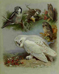 Thorburn Archibald British Birds 1915 Owls 2 A4 Photo Print