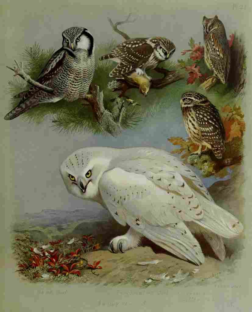 Thorburn Archibald British Birds 1915 Owls 2 A4 Photo Print