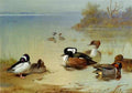 Thorburn Archibald Buffel Headed Duck American Green Winged Teal And Hooded Merganser A4 Photo Print