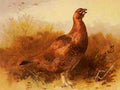 Thorburn Archibald Cock Grouse A4 Photo Print