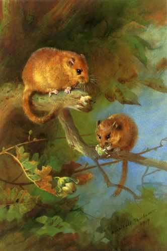 Thorburn Archibald Dormice A4 Photo Print