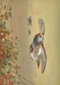 Thorburn Archibald English Partridge In Flight 2018 A4 Photo Print