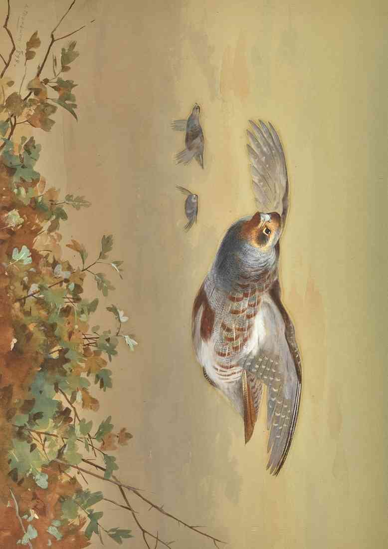 Thorburn Archibald English Partridge In Flight 2018 A4 Photo Print