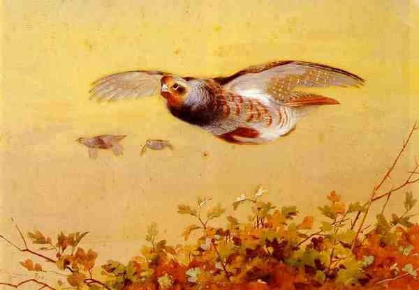 Thorburn Archibald English Partridge In Flight A4 Photo Print