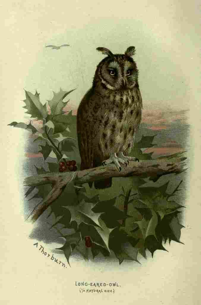 Thorburn Archibald Familiar Wild Birds 1903 Long eared Owl A4 Photo Print