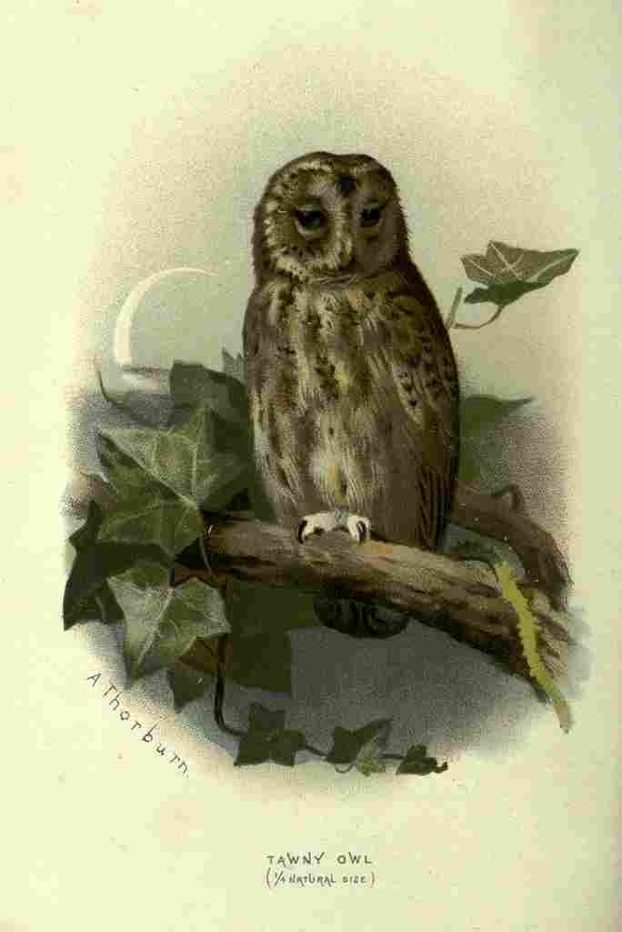 Thorburn Archibald Familiar Wild Birds 1903 Tawny Owl A4 Photo Print