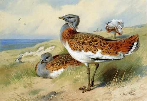 Thorburn Archibald Great Bustards A4 Photo Print