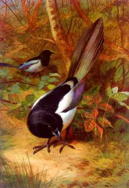 Thorburn Archibald Magpies A4 Photo Print