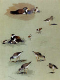 Thorburn Archibald Study Of Sandpipers Cream Coloured Coursers And Other Birds A4 Photo Print