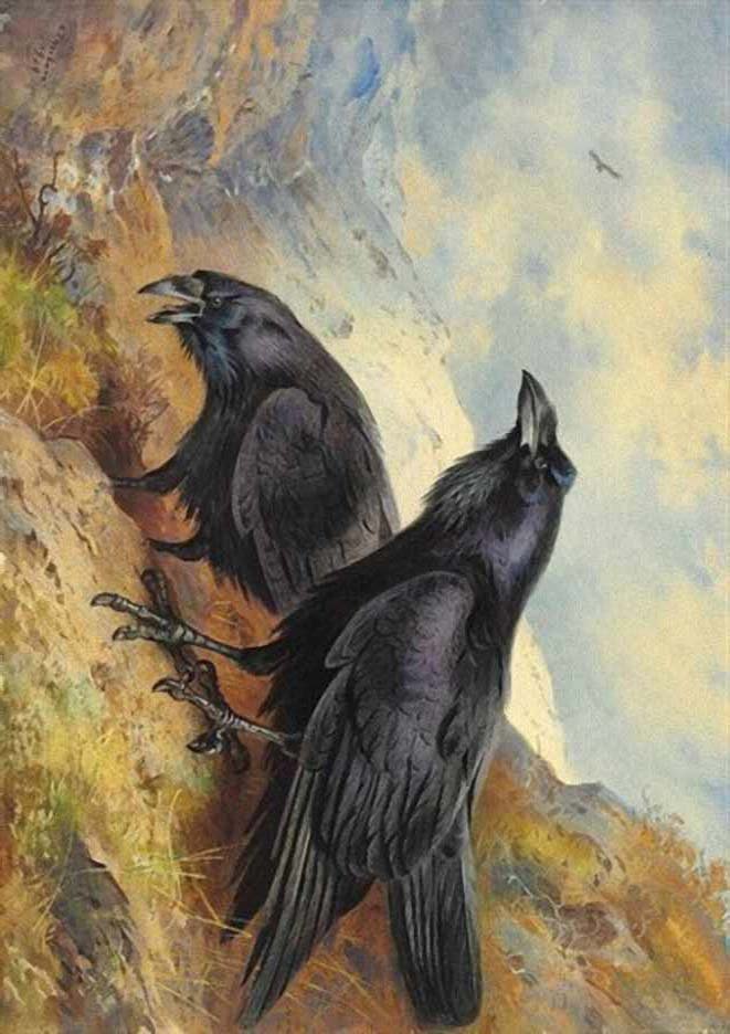 Thorburn a pair of ravens A4 Photo Print