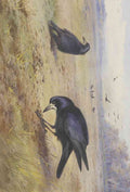 Thorburn a pair rooks A4 Photo Print