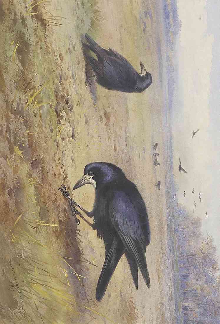Thorburn a pair rooks A4 Photo Print