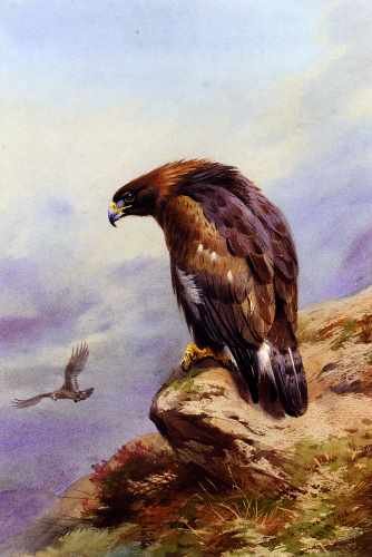 Thornburn Archibald A Golden Eagle A4 Photo Print