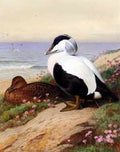 Thornburn Archibald Common Eider Ducks A4 Photo Print