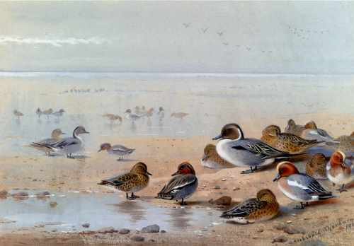 Thornburn Archibald Pintail Teal And Wigeon On The Seashore A4 Photo Print