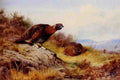 Thornburn Archibald Red Grouse On The Moor A4 Photo Print