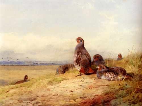 Thornburn Archibald Red Partridges A4 Photo Print