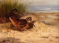 Thornburn Archibald Woodcock Nesting On A Beach A4 Photo Print