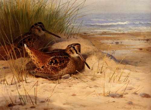 Thornburn Archibald Woodcock Nesting On A Beach A4 Photo Print