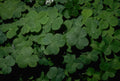 Threeleafclovers Rain A4 Photo Print