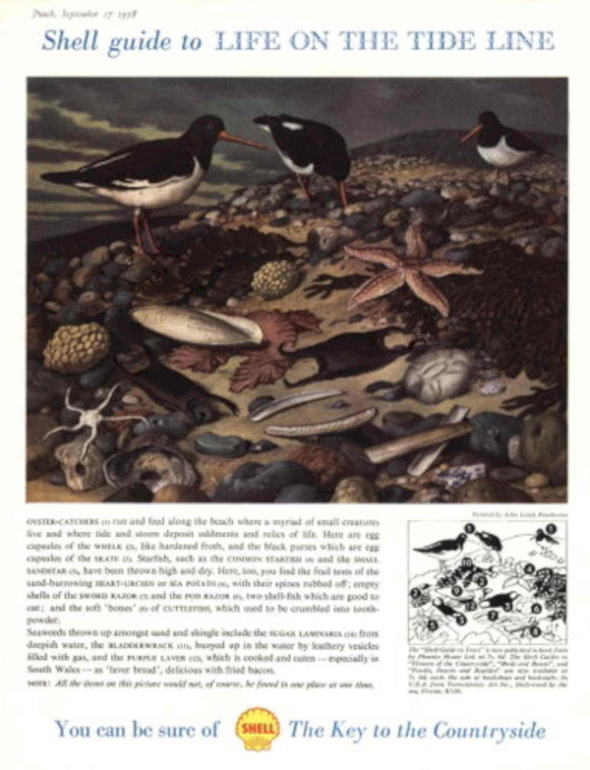 Tide Line Shellguide 1950s Vintage Retro Advert Poster