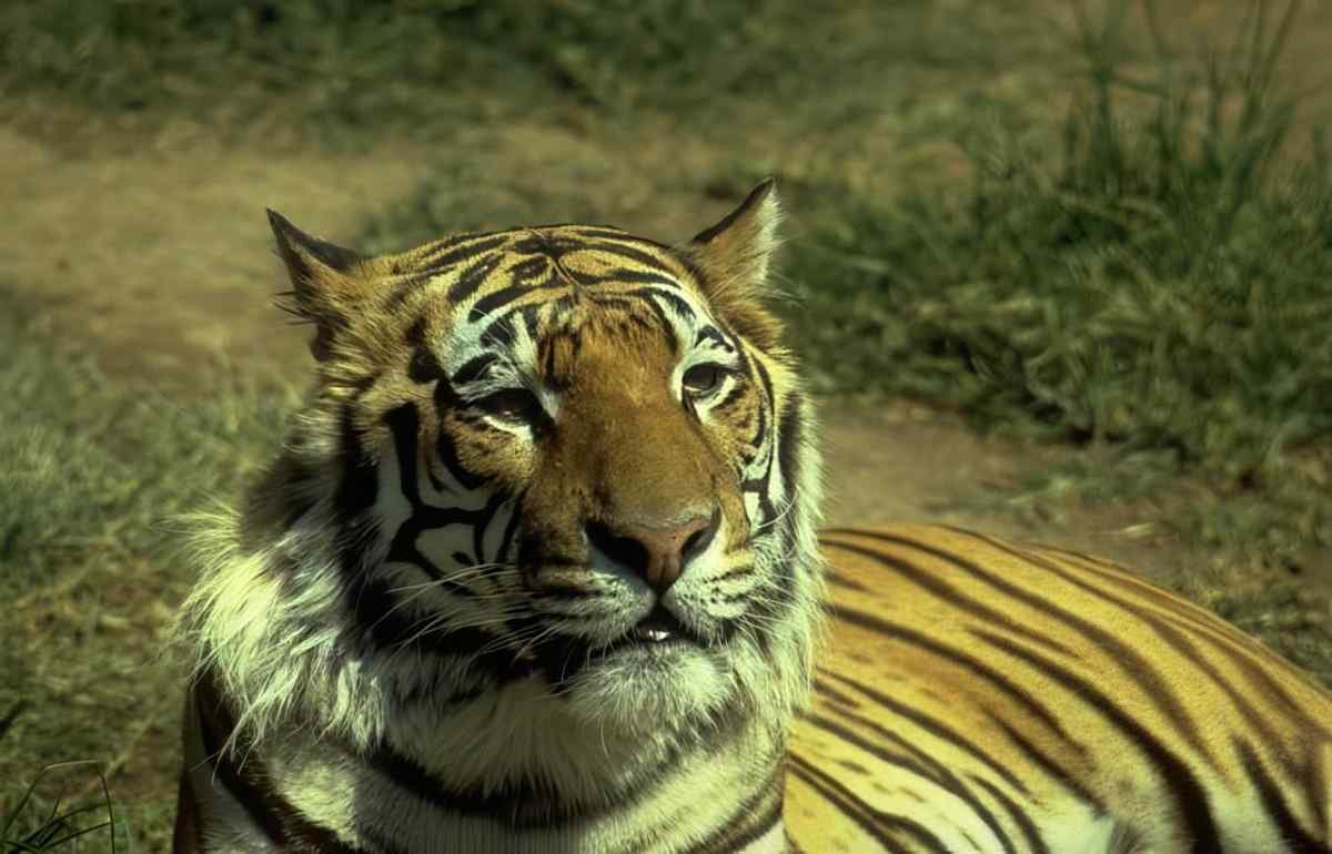 Tiger Grass Wildlife A4 Photo Print