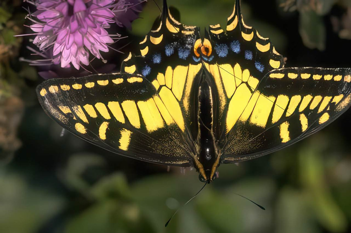 Tiger Swallowtail Butterfly A4 Photo Print