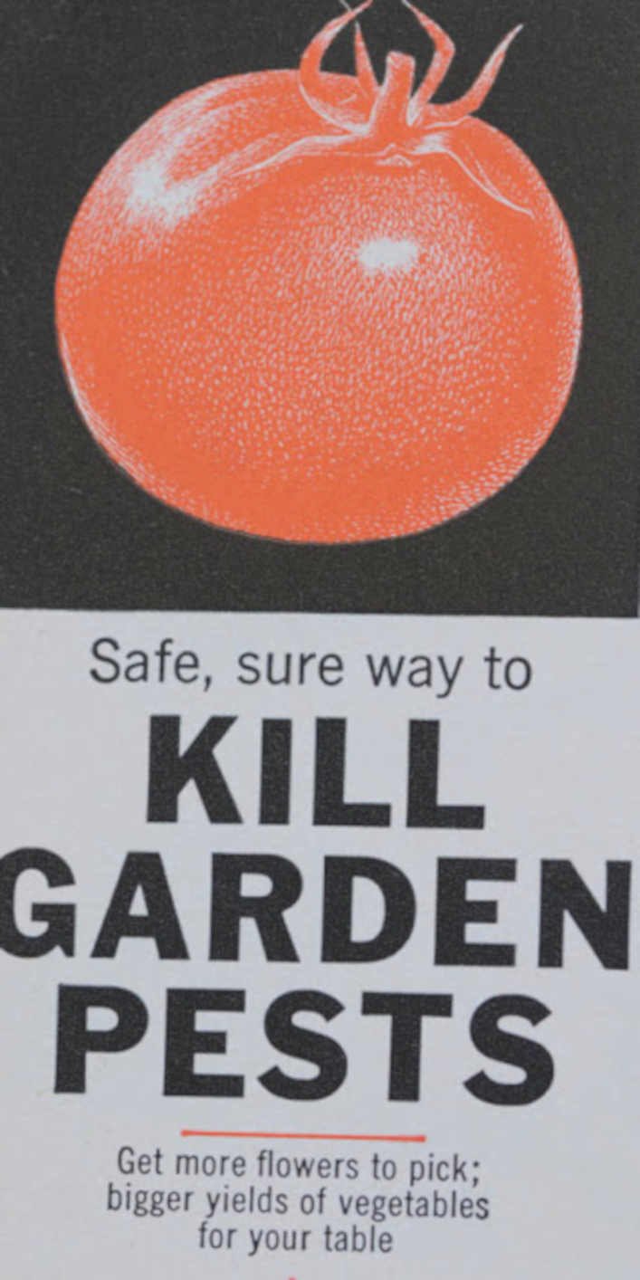 Tomato Pest Kill 2 Vintage Retro Advert Ads A4 Photo Print