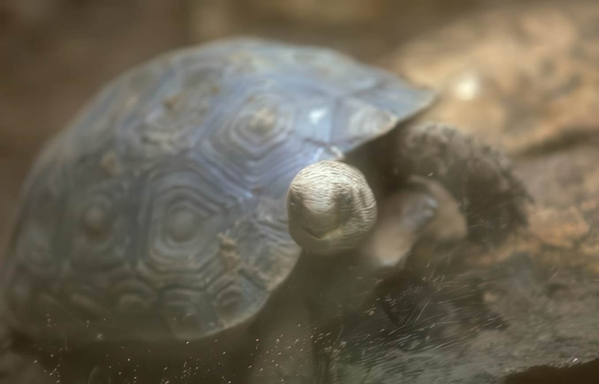 Tortoise Shell Pattern A4 Photo Print