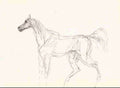 Toulouse Lautrec Cheval 2 A4 Photo Print