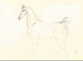 Toulouse Lautrec Cheval A4 Photo Print