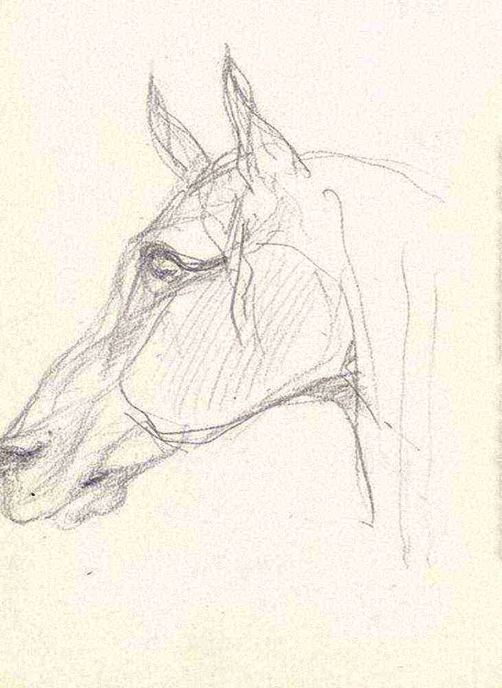 Toulouse Lautrec Tete De Cheval A4 Photo Print