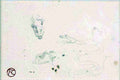 Toulouse Lautrec Tetes De Cheval Serpent Chien A4 Photo Print
