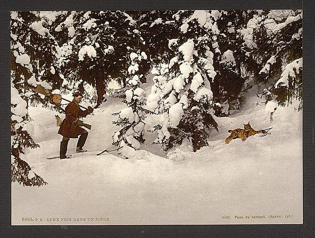 Trapping lynx Vintage A4 Photo Print