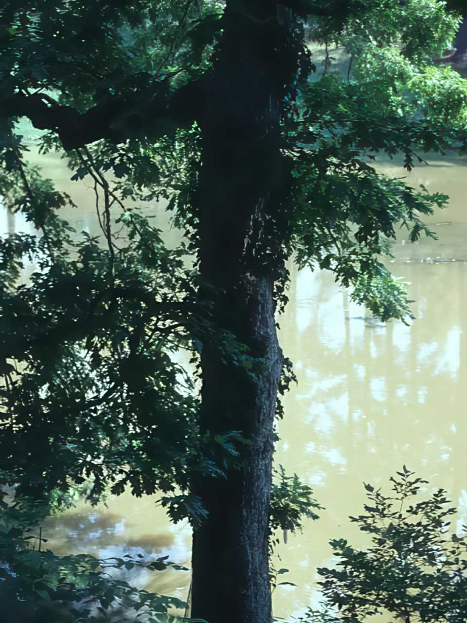Tree Reflection River A4 Photo Print