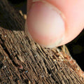 Treebark Detail Ant 1 Vintage Retro Advert Ads A4 Photo Print